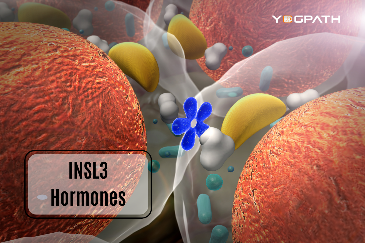 INSL3 Hormones